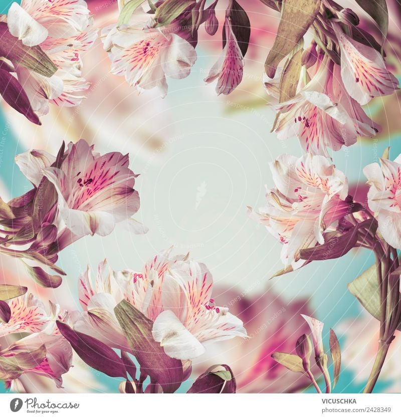 Beautiful pink flower frame Style Design Summer Nature Plant Decoration Bouquet Ornament Pink Background picture Flower Pastel tone Frame Abstract Colour photo