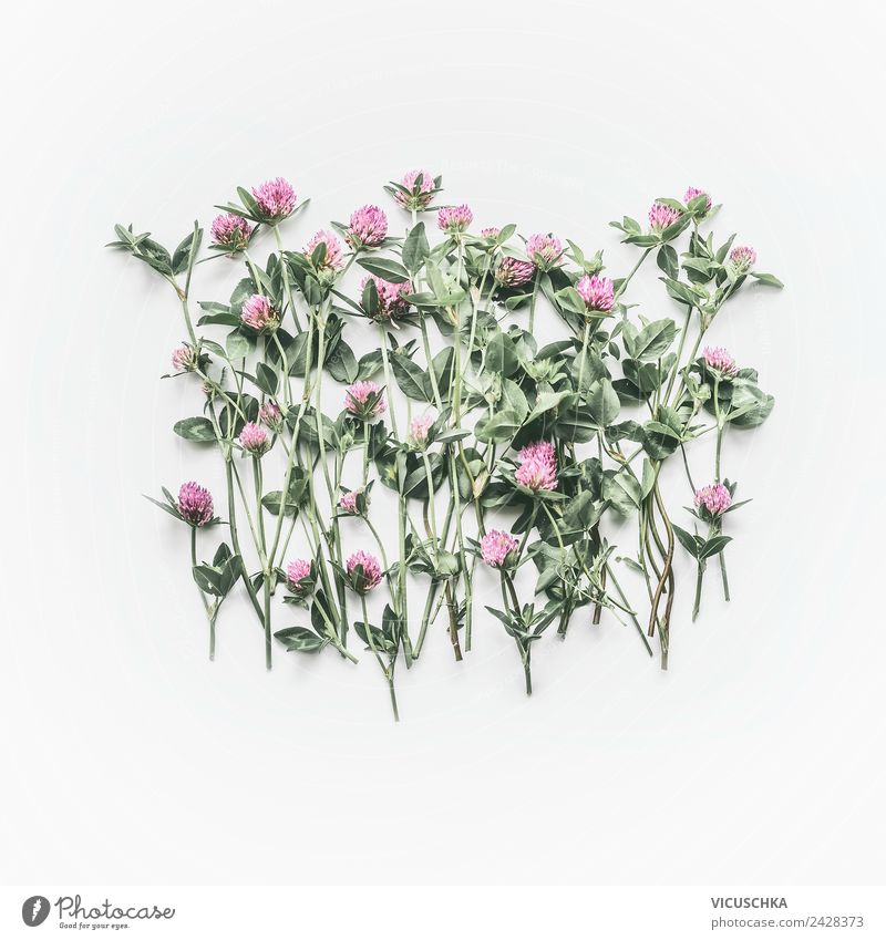 Flowering red clover on white background Style Design Summer Nature Plant Wild plant Decoration Bouquet Pink Background picture Red clover Bright background