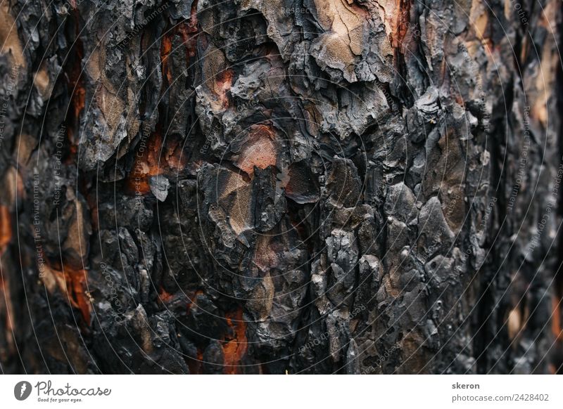 burnt tree bark after a forest fire Environment Nature Climate change Beautiful weather Garden Forest Esthetic Exceptional Uniqueness Brown Black