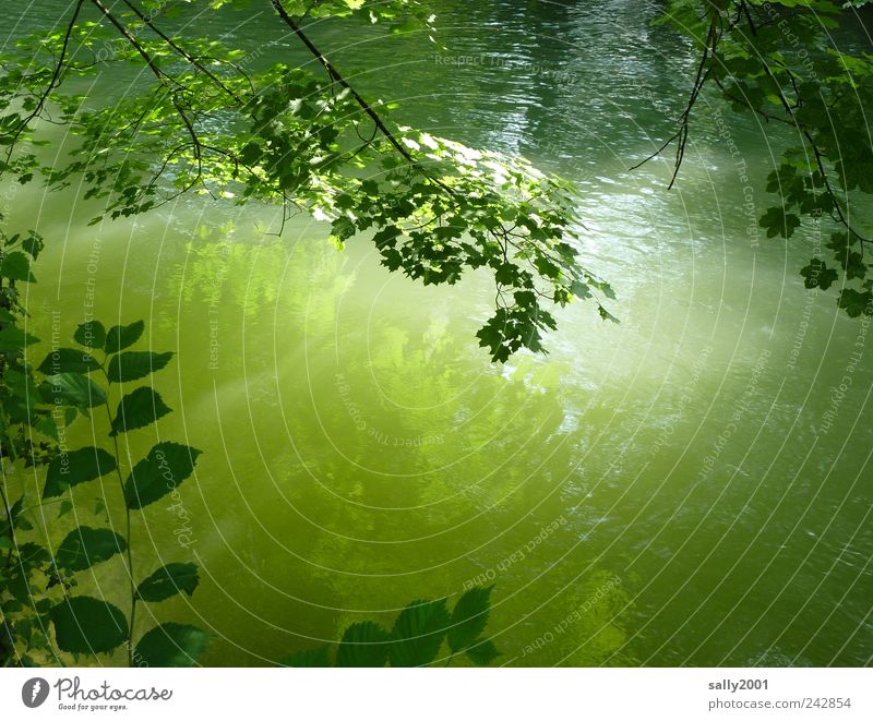 Light calm Environment Nature Plant Water Sunlight Summer Beautiful weather Leaf Park River Isar Green Emotions Joie de vivre (Vitality) Loneliness Relaxation