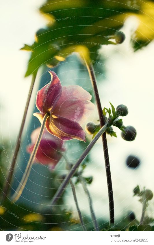 before sunset Plant Spring Summer Flower Green Pink Stalk Bud Blossom leave Chinese Anemone Colour photo Exterior shot Close-up Deserted Day Evening Sunlight
