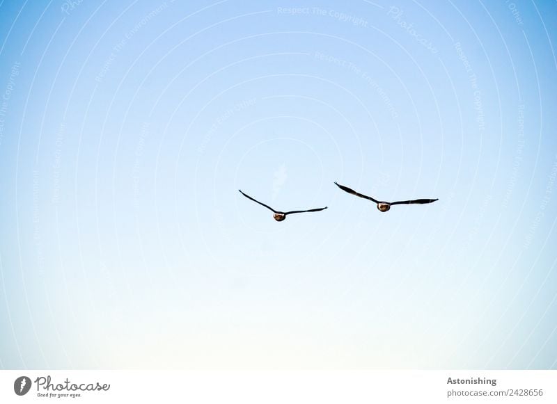 Goodbye. Goodbye. Air Sky Cloudless sky Summer Weather Beautiful weather Animal Wild animal Bird Wing 2 Pair of animals Flying Tall Blue Black White Large