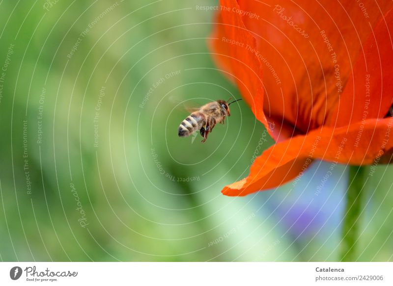 Bee flight, bee and poppy Plant Animal Spring Flower Blossom Poppy blossom Garden Honey bee Insect Blossoming Flying Faded Success Blue Brown Green Orange Life