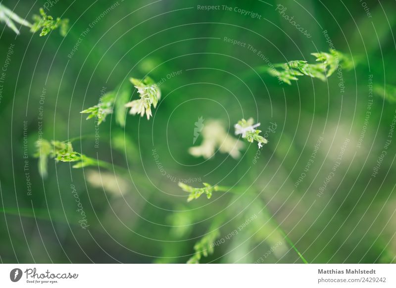 Grass from above Environment Nature Plant Natural Green Spring fever Contentment Sustainability Calm Colour photo Subdued colour Exterior shot Close-up Deserted