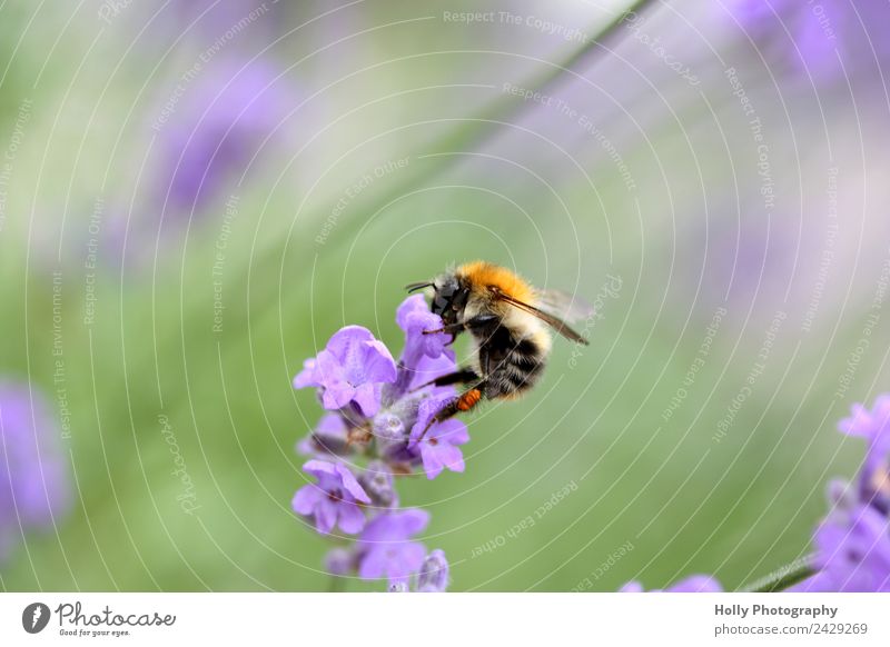 busy bee Nature Animal Spring Summer Plant Flower Blossom Garden Park Meadow Field Wild animal Bee Work and employment Observe Movement Blossoming Fragrance