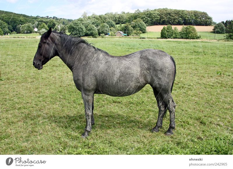 The horse's name is Horst Nature Landscape Meadow Animal Farm animal Horse 1 Stand Gray Obstinate Pasture Profile Colour photo Exterior shot Copy Space right