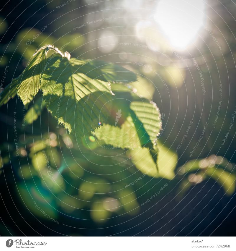 this is what the sun looks like... Sun Beautiful weather Tree Leaf Forest Green Black Warmth Beech tree Delicate Light green Colour photo Exterior shot Deserted