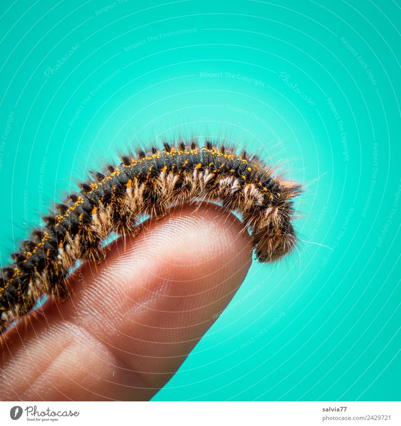 matched Nature Animal Caterpillar Larva 1 Crawl Exceptional Soft Blue Turquoise Esthetic Hair Custom-made Fingers Colour photo Exterior shot