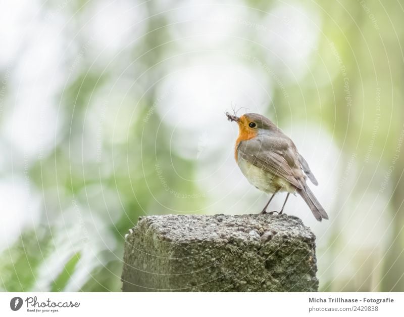 Robin with trapped insect Nature Animal Sun Sunlight Beautiful weather Tree Wild animal Bird Animal face Wing Claw Robin redbreast Beak Eyes Insect Feather 1