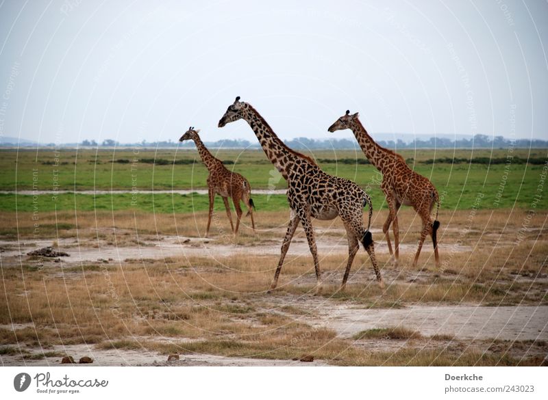 dry Vacation & Travel Trip Far-off places Freedom Safari Summer Summer vacation Earth Sand Sky Cloudless sky Beautiful weather Grass Giraffe 3 Animal