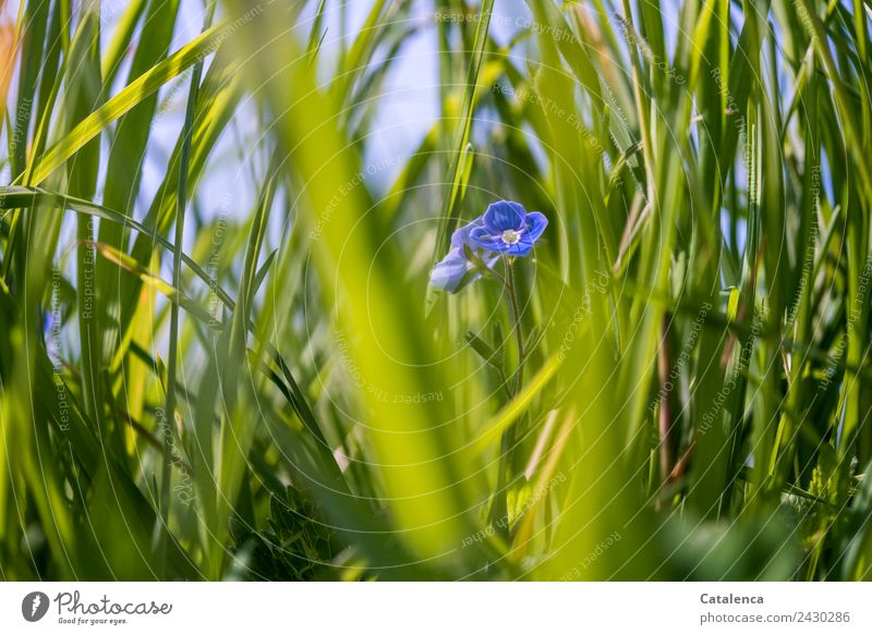 Between grasses blooms speedwell Nature Plant Sky Summer Beautiful weather Flower Grass Leaf Blossom Blade of grass Meadow Blossoming Growth pretty Blue Gray