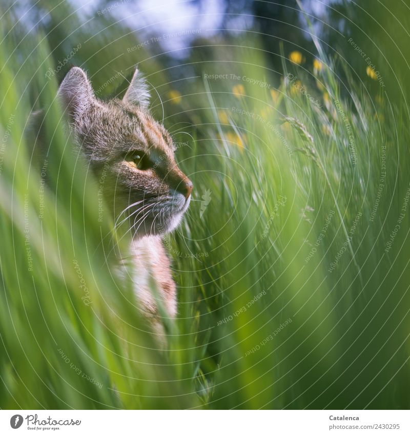 Meadow cat. cat searched in high grass Nature Plant Animal Summer Flower Grass Marsh marigold Pet Cat 1 Observe Sit pretty Blue Brown Yellow Green Contentment