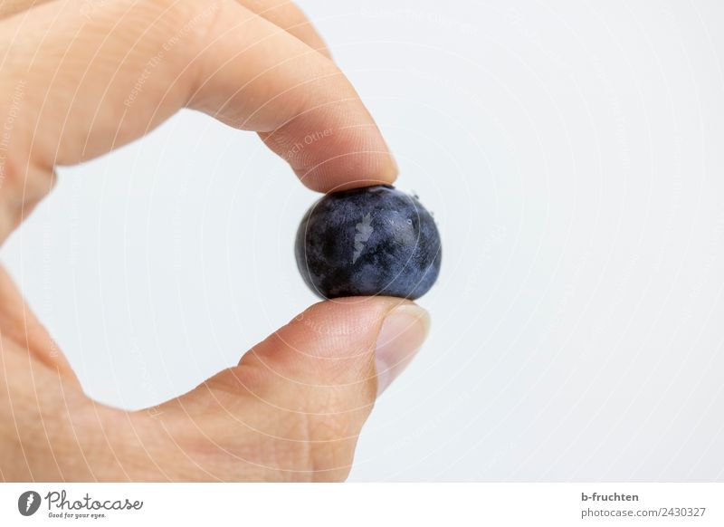 cultivated blueberry Fruit Organic produce Man Adults Hand Fingers Touch To hold on Blue Violet Blueberry Individual Vitamin Healthy Eating Fruity Fresh Pick