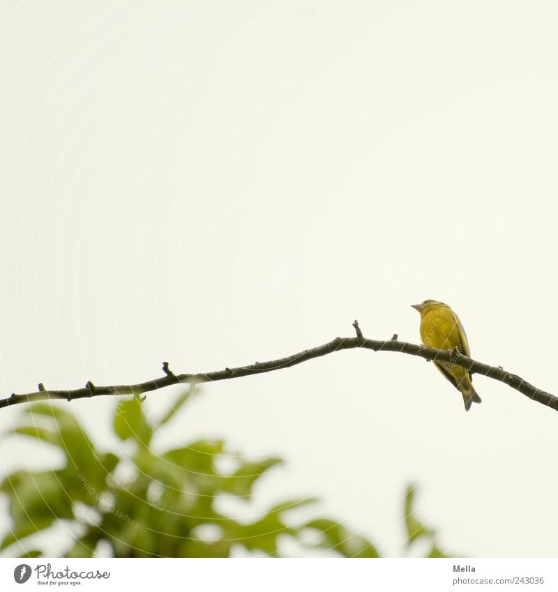 decoy Environment Nature Plant Animal Branch Twig Bird 1 Crouch Looking Sit Free Bright Small Natural Cute Break Perspective Colour photo Exterior shot Deserted