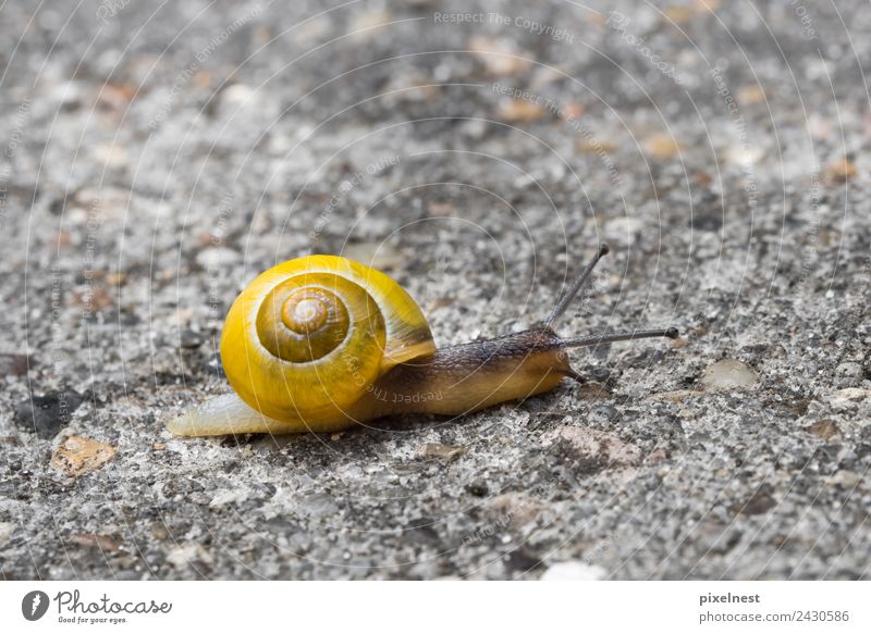 garden snail conveyor Animal Street Snail 1 Slimy Yellow Contentment Love of animals Power Calm Moving (to change residence) Garden snail helicidae pulmonata