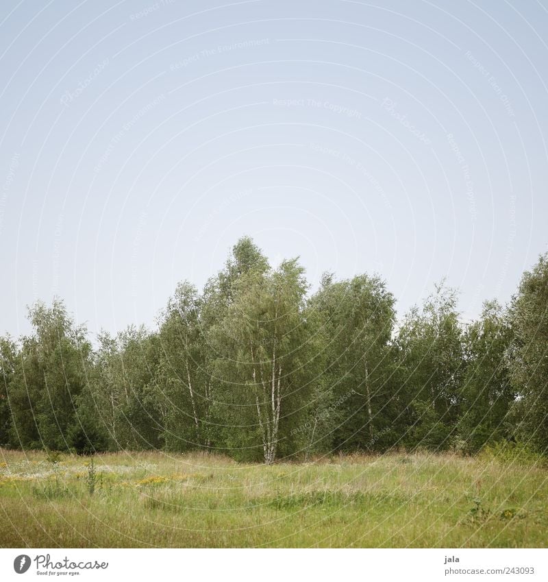 birches Nature Landscape Plant Sky Cloudless sky Tree Grass Foliage plant Wild plant Meadow Forest Natural Blue Green Birch tree Colour photo Exterior shot