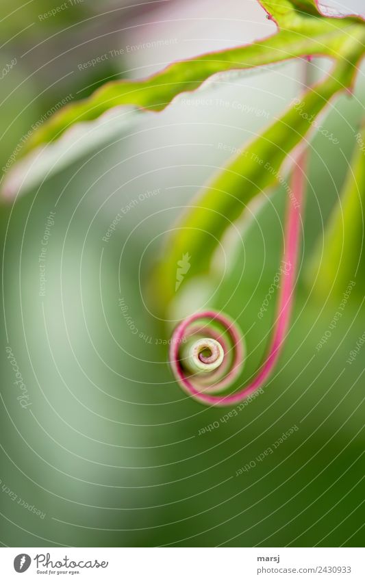 Rotating curl Life Harmonious Nature Plant Tendril Spiral Rotate Thin Authentic Natural Green Power Uniqueness Whorl Egotistical counterclockwise Center point