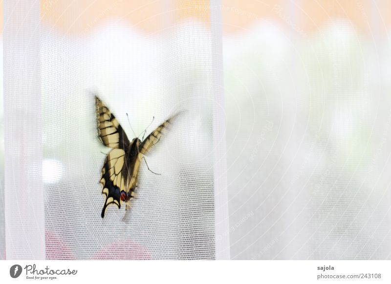 shortly before takeoff Animal Butterfly Swallowtail 1 Esthetic Judder Beginning Vacation & Travel Departure Sun blind Drape Curtain Colour photo Interior shot