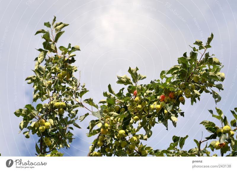 apple tree Fruit Apple Agriculture Forestry Nature Plant Sky Clouds Beautiful weather Blue Green Twigs and branches Leaf Immature Small Branched