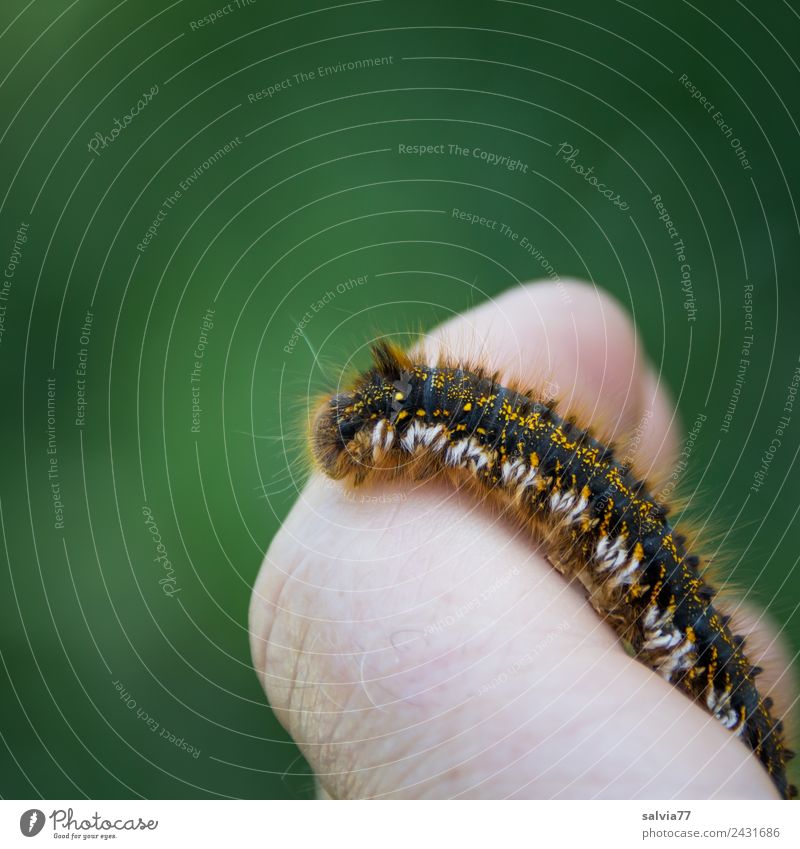 colorful-haired caterpillar crawls over fingers Caterpillar Fingers pilous creep Insect Larva colourful-haired Colour photo Neutral Background