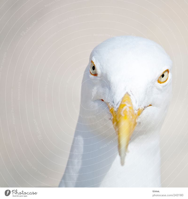 Whitewine With The Fish? Animal Bird Animal face 1 Observe Looking Esthetic Curiosity Smart Bizarre Pride Seagull Head Beak Eyes Feather Grinning Colour photo
