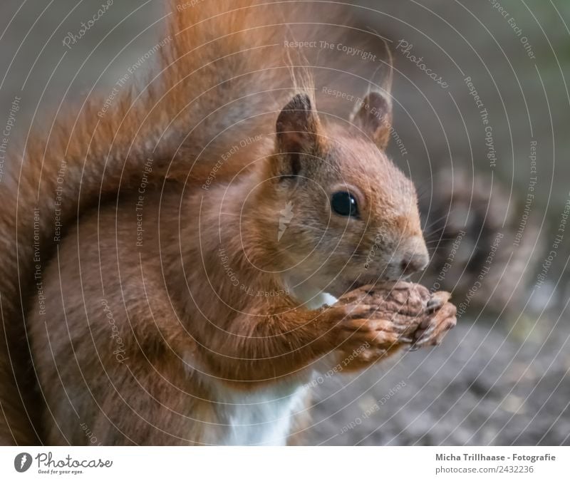 Eating squirrel Fruit Walnut Nature Animal Sun Sunlight Beautiful weather Forest Wild animal Animal face Pelt Claw Paw Squirrel Tails paintbrush ears Ear 1