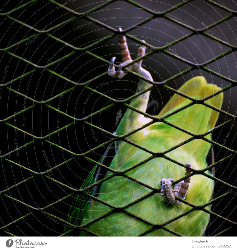 Kuala Lumpur Bird Park V Wing Claw Parrots Feather 1 Animal Green Climbing Going Mesh grid Grating Colour photo Exterior shot