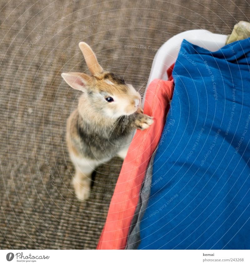 inquisitorial Living or residing Flat (apartment) Carpet Laundry Laundry basket Animal Pet Animal face Pelt Paw Hare & Rabbit & Bunny Pygmy rabbit pygmy hare