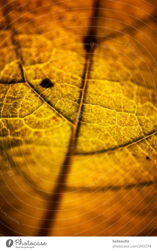 gold leaf Nature Plant Autumn Leaf Line Gold Limp Rachis Autumn leaves Structures and shapes Brown Old Rust Transience Vessel Colour photo Close-up Detail