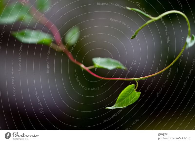 A little Fibonacci. Environment Nature Plant Summer Leaf Foliage plant Tendril Green Spiral golden spiral Bend Curved Rotate Growth Shoot Colour photo