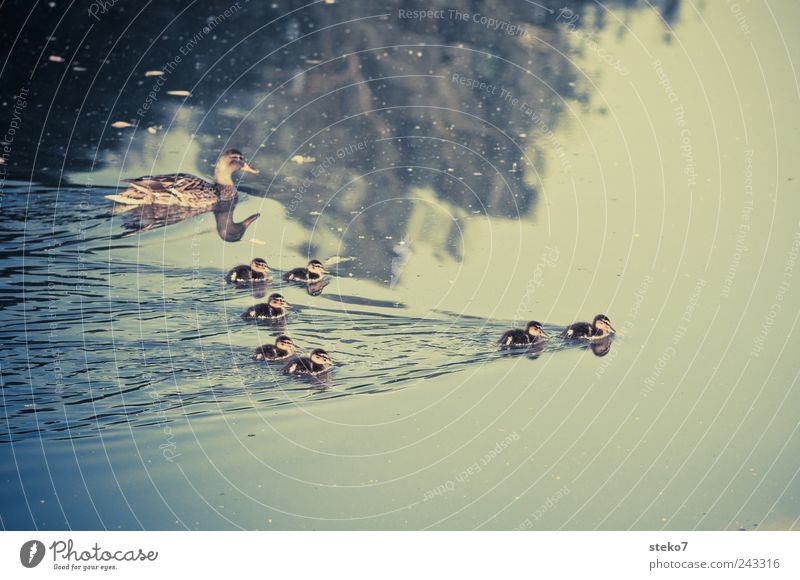 to swim off Water Lake Baby animal Animal family Cute Duck Chick Retro Colours Conduct 7 Small Formation Colour photo Exterior shot Deserted Copy Space right