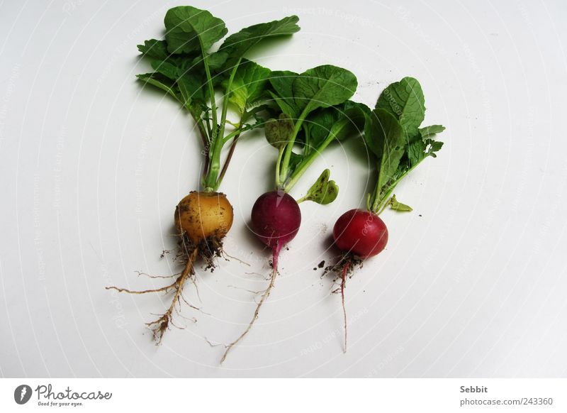 radish Food Vegetable Nature Plant Earth Summer Leaf Agricultural crop Garden Field Diet Select To enjoy Dirty Fresh Healthy Round Juicy Yellow Green Violet Red
