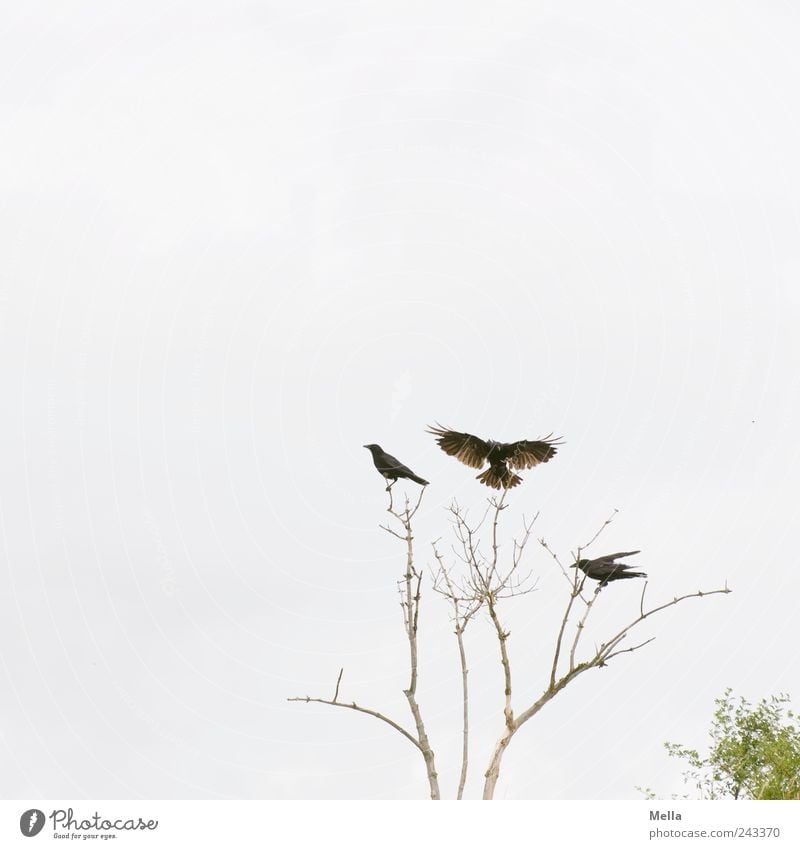 landing site Environment Nature Plant Tree Branch Twig Animal Bird Crow 3 Flying Sit Free Bright Natural Together Movement Freedom Wing Disperse Landing