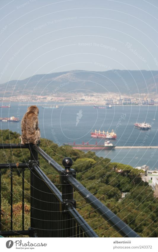 The monkey looks down. Nature Summer Port City Container ship Animal Wild animal 1 Observe Looking Colour photo Exterior shot Deserted Day Forward