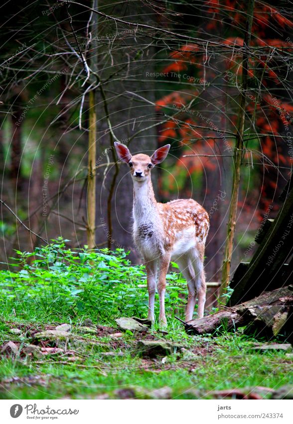 fawn Nature Summer Tree Grass Bushes Forest Animal Wild animal 1 Baby animal Looking Roe deer Fawn Multicoloured Exterior shot Deserted Copy Space left