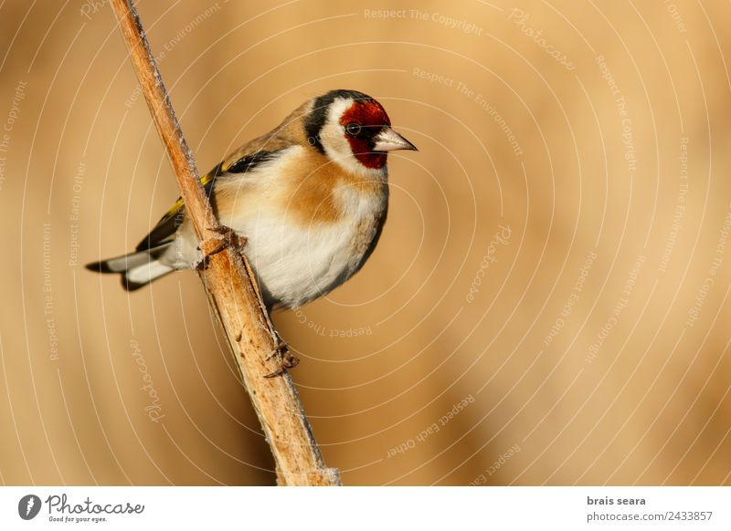 European Goldfinch Education Science & Research Biology Ornithology Biologist Environment Nature Animal Earth Wild animal Bird 1 Natural Love of animals