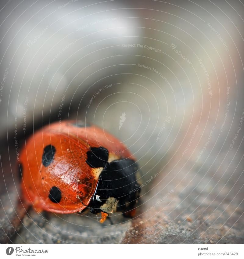 Taking the piss Shovel Animal Summer Dead animal Ladybird 1 Stone Cleaning Old Beautiful Red Black Silver Environment Tidy up Arrangement Orderliness Point