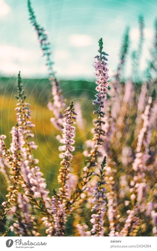 pink flowers of calluna vulgaris in a field at sunset Beautiful Summer Nature Plant Spring Autumn Winter Flower Bushes Leaf Blossom Foliage plant Garden Park