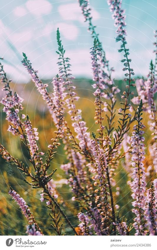 pink flowers of calluna vulgaris in a field at sunset Beautiful Summer Environment Nature Plant Spring Autumn Winter Flower Bushes Leaf Blossom Foliage plant