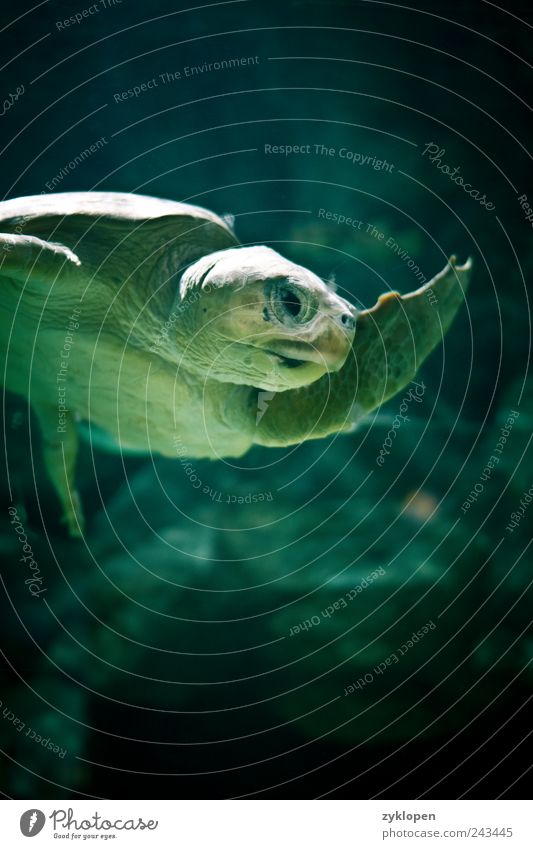 Give me the fin, comrade! Zoo 1 Animal Water Green Nature Fin Hello Salutation Swimming & Bathing Turtle Colour photo Interior shot Underwater photo