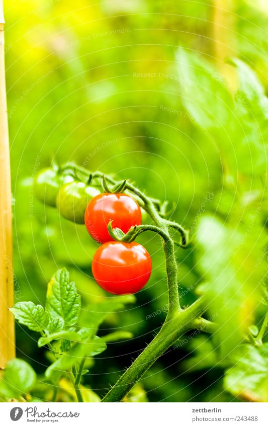 Tomatoes again Fruit Nutrition Organic produce Vegetarian diet Healthy Life Harmonious Well-being Leisure and hobbies Garden Environment Nature Plant Blossom