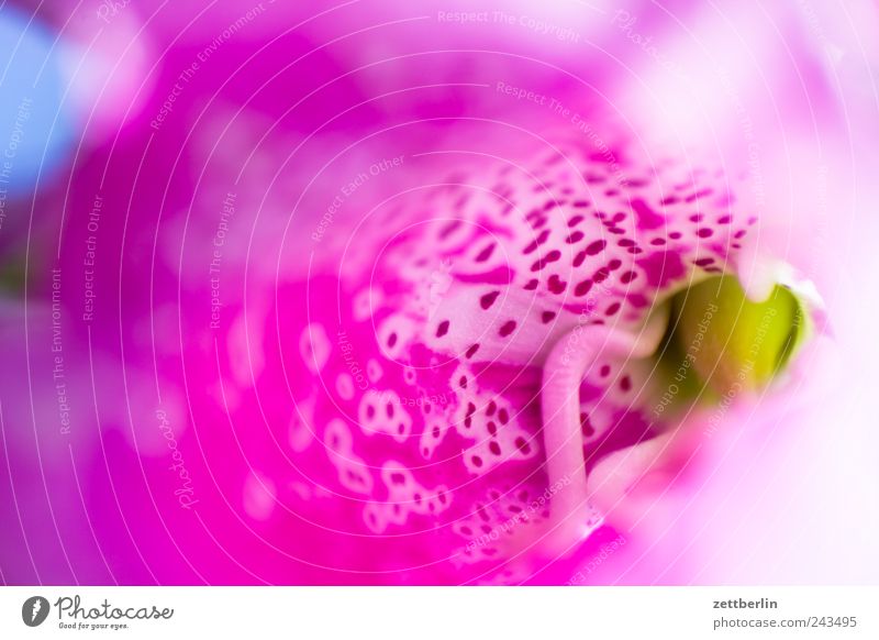 thimble Environment Nature Plant Summer Flower Blossom Exotic Garden Cool (slang) Good Beautiful wallroth Foxglove Patch Pistil Blossoming Colour photo