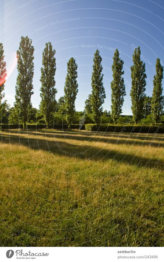 poplars Environment Nature Landscape Plant Earth Sky Summer Climate Climate change Weather Beautiful weather Tree Grass Park Meadow Cheap Poplar Avenue
