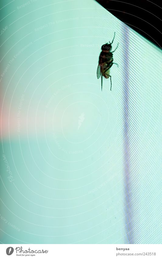 Artificial tan Animal Wild animal Fly 1 Flying Crawl Sit Wait Green Loneliness Fear of flying Dangerous Colour Screen Insect Digital Go up Arrival Tall