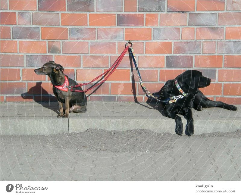 Insulted! Wall (barrier) Wall (building) Animal Pet Dog 2 Dog lead Neckerchief Dog collar Lie Sit Wait Brown Gray Black Emotions Moody Relationship Contact