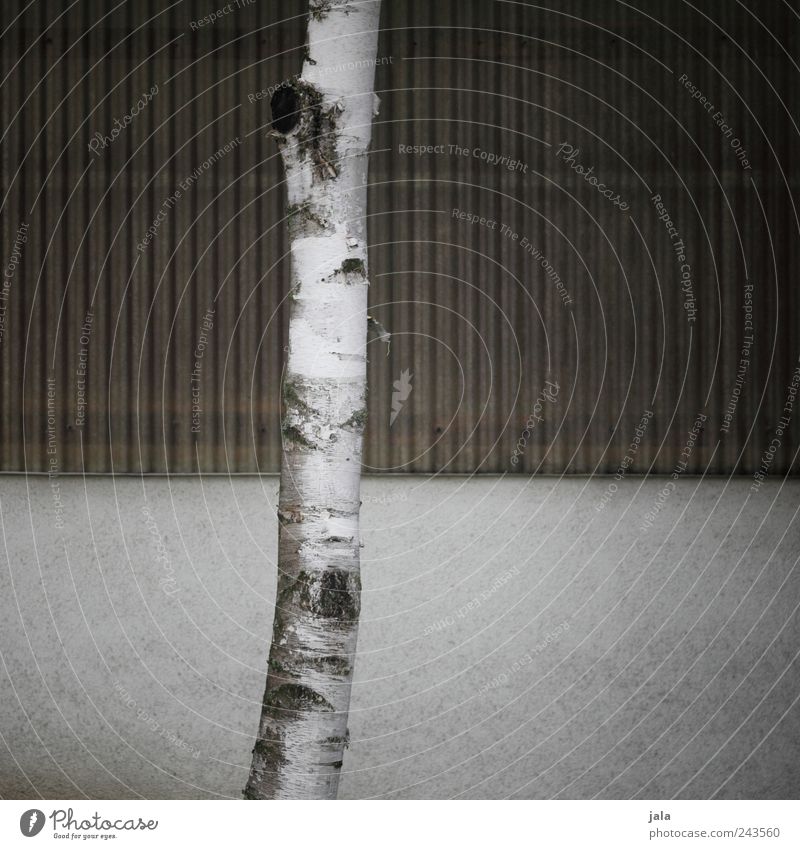 trunk Plant Tree Wall (barrier) Wall (building) Facade Simple Tree trunk Birch tree Gloomy Gray White Brown Colour photo Exterior shot Deserted Copy Space left