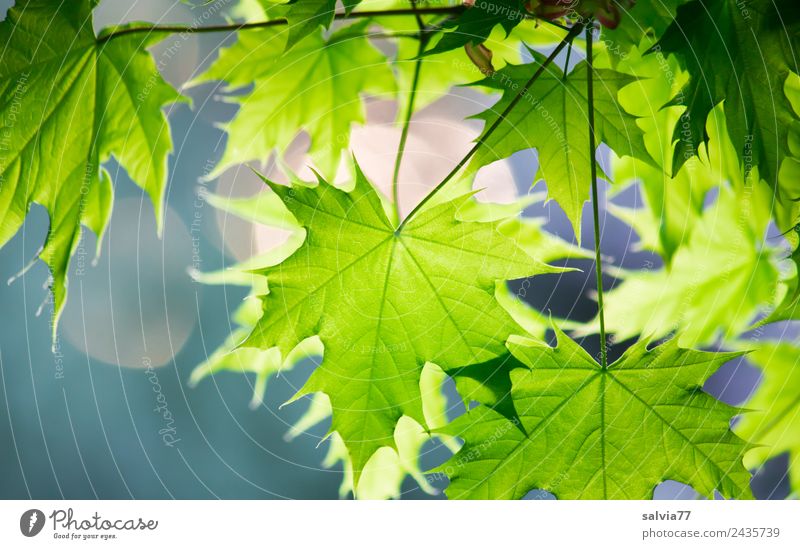 maple leaves Environment Nature Plant Spring Leaf Twigs and branches Maple leaf Park Forest Growth Fresh Green Colour photo Exterior shot Close-up Pattern