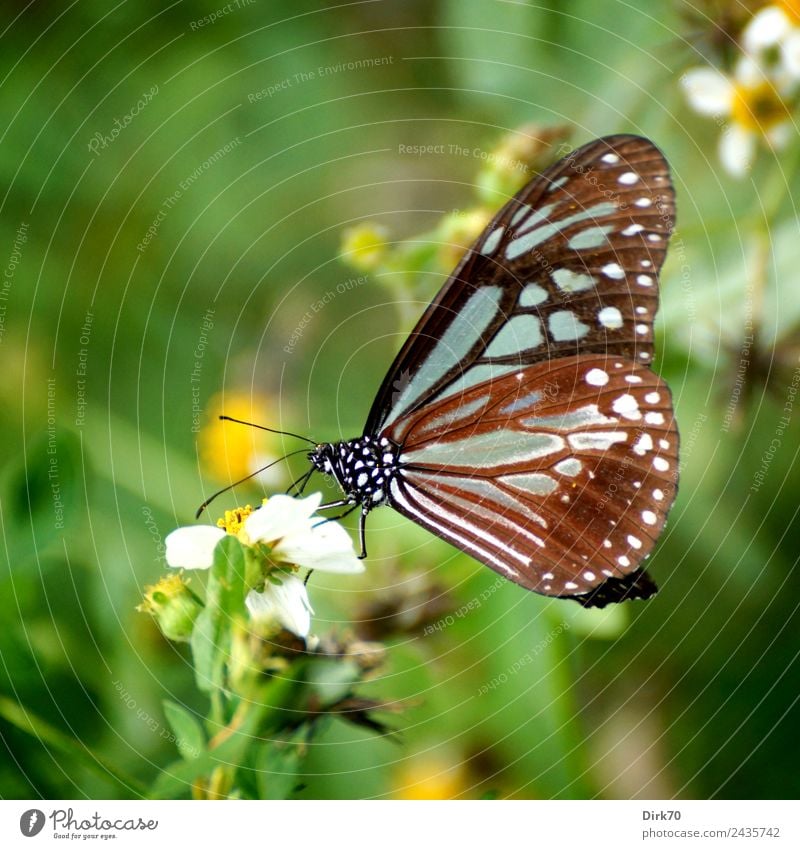 Butterfly in Taipei Environment Nature Plant Animal Flower Blossom Wild plant Garden Park Meadow Taiwan Wild animal Insect 1 Blossoming To feed Sit Esthetic