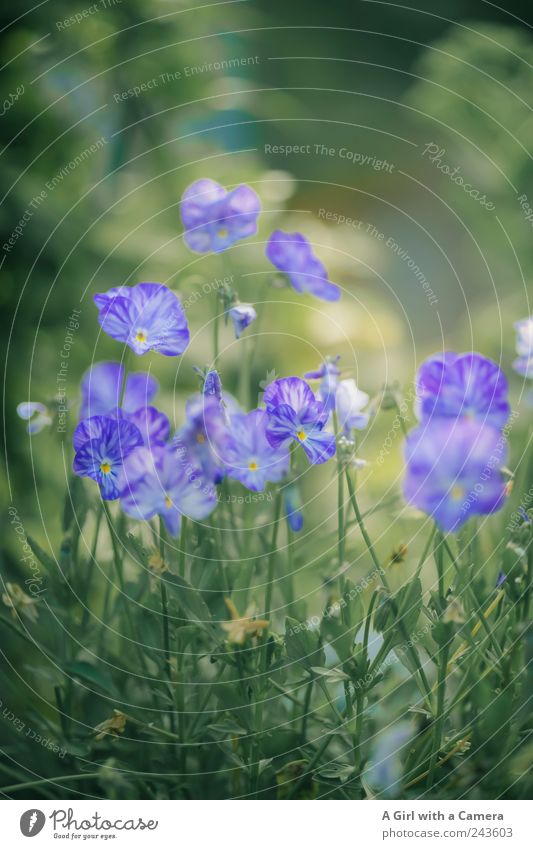 the blue flower group Environment Nature Plant Summer Garden Park Growth Fragrance Friendliness Together Beautiful Natural Green Violet Power Delicate