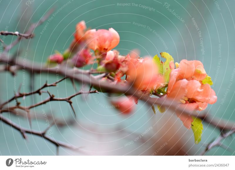 Japanese ornamental quince flowering twig Nature Plant Spring Climate Bushes Blossom Flowering Quince Thorn Garden Blossoming Blue Pink Moody Spring fever